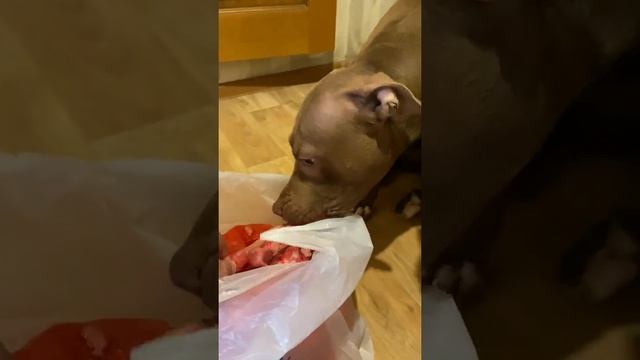 Собаки принимают поставку мяса? смотреть онлайн