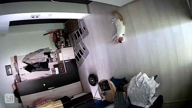 Turkish Van Vs Roomba