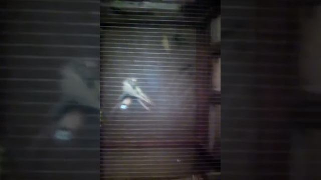 Волнистые попугайчики: как учить "говорить" смотреть онлайн