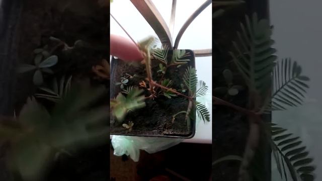 мимоза смотреть онлайн