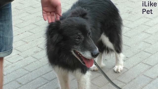 Фестиваль «Собаки в городе» смотреть онлайн