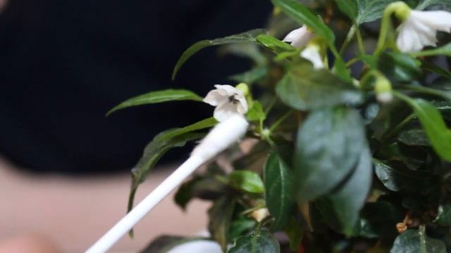 Выращивание перца в домашних условиях