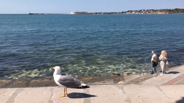 Набережная и голуби скучают за людьми смотреть онлайн