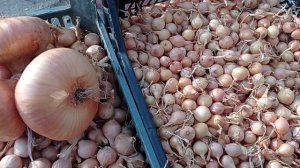 Лук репчатый Мячковский