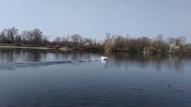 Фрайбург.Германия.Озеро. смотреть онлайн