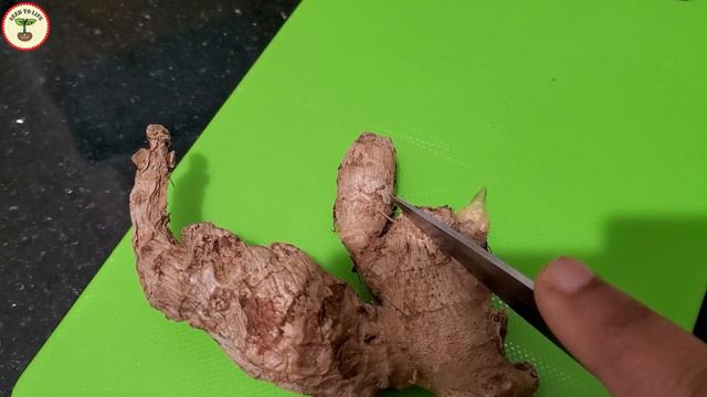 How To Grow Ginger In Containers Organically From Store Bought| Adrak |Zingiber Officinale