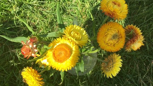 Гелихризум / Helichrysum / Выращивание, когда срезать/ ЛУЧШИЕ Сухоцветы смотреть онлайн