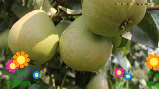 Груша плодовая. Краткий обзор, описание характеристик Pyrus Communis кокинская