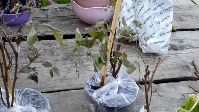 Посылка отГипермаркет садовый Гаршинка. Вот такая посылка пришла , одно разочерование! смотреть онлайн
