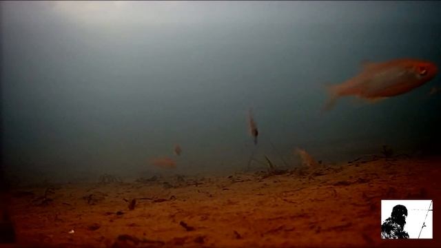 Рыбалка на безмотылку! Гвоздекубик. Рыбалка на Шакве. Подводные съёмки. 09.01.2021(продолжение). смотреть онлайн