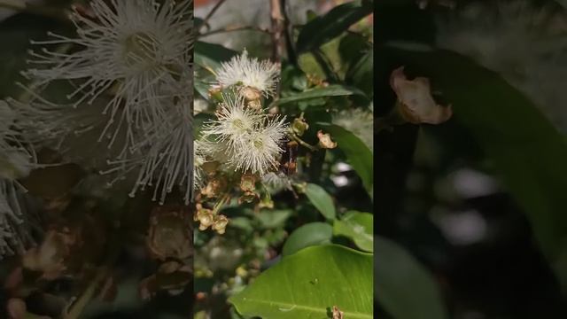 Вторая волна цветения Syzygium oleosum смотреть онлайн