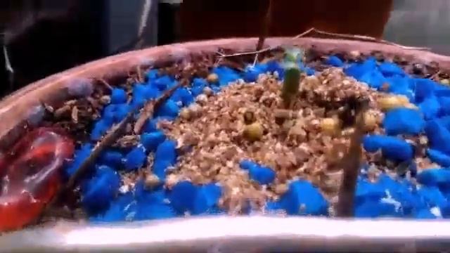 Dorset Horn, Medusa. Sementes 100% Germinadas ! 2a Parte