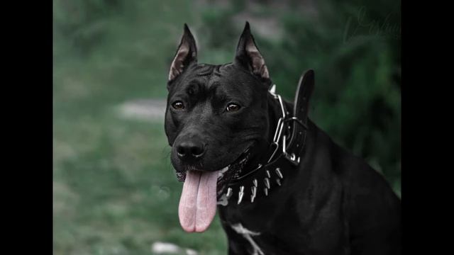 Окрасы стаффов часть 1 (черный, черно-белый) смотреть онлайн