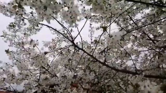 ?ВИШНЯ В ЦВЕТУ..ЛЮБУЮСЬ.. ? смотреть онлайн