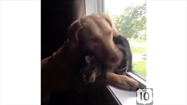 Собака друг человека смотреть онлайн