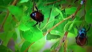 БИОСФЕРА: 68. Хрущик Садовый (Phyllopertha horticola)