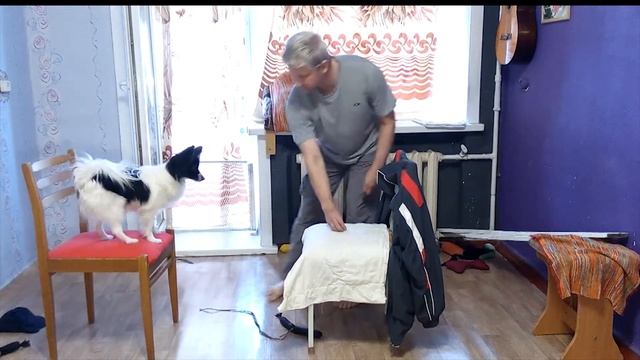 Серия 10. Утренняя разминка Механика. Папильон 7 мес. смотреть онлайн