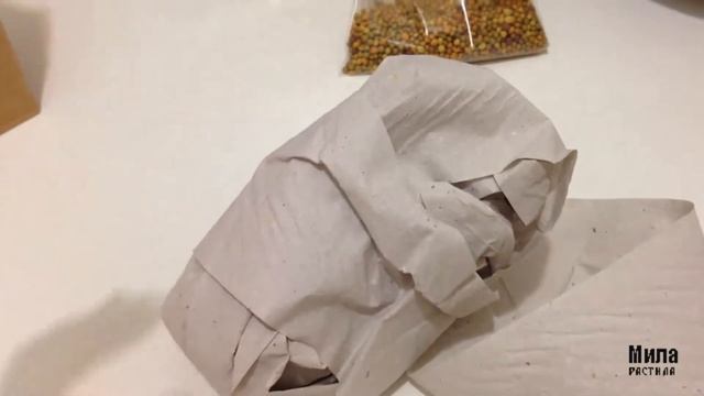 ОРХИДЕЙНЫЕ ПОКУПКИ || сеянец каттлеи || новозеландский мох, кора, удобрения / орхидея / каттлея