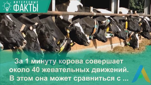 Необычные коровы. Горит ли пук коровы? Коровы-киборги и корова-преступница. смотреть онлайн