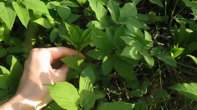 Сныть - бесплатный ингредиент для салата