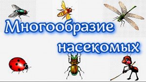 Многообразие насекомых.