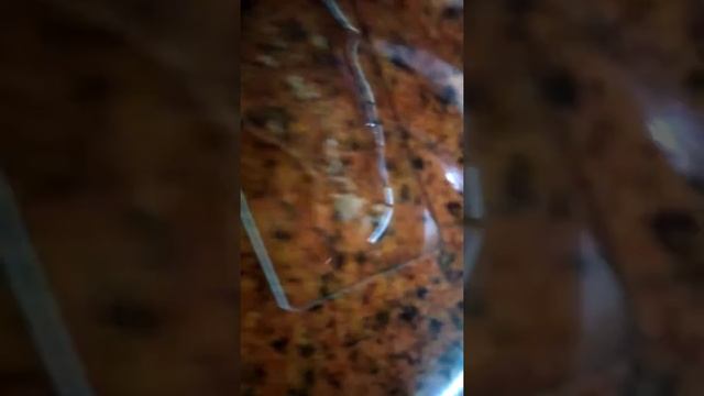 Рачки артемии салина смотреть онлайн