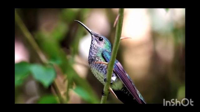 Recitation in the beautiful voice of Hafiz Muhammad Obaid. . 👌❤❤❤ смотреть онлайн