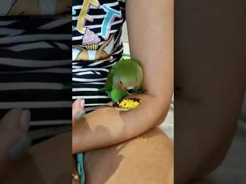 Самое милое что ты видел! Попугайчик ест с ложки. смотреть онлайн