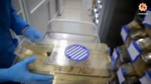 Полезные свойства лопуха. Корень от всех болезней👍