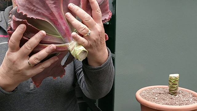 Echeveria propagation смотреть онлайн