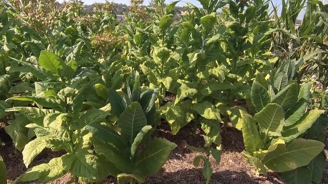 самое лучшее удобрение для табак смотреть онлайн