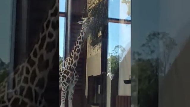 #Зоопарк#жираф большой- ему видней смотреть онлайн