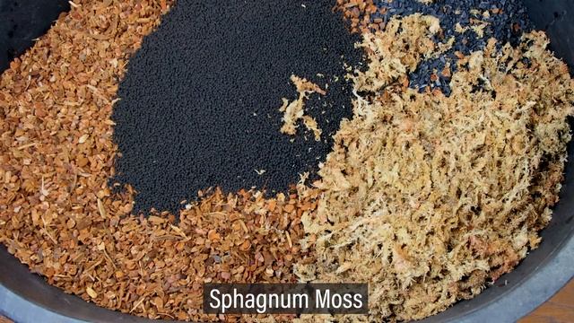 Giant DIY 600 Gallon Jungle Vivarium смотреть онлайн