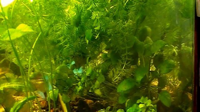 #Aquarium. Нерест бриллиантовых тетр. смотреть онлайн