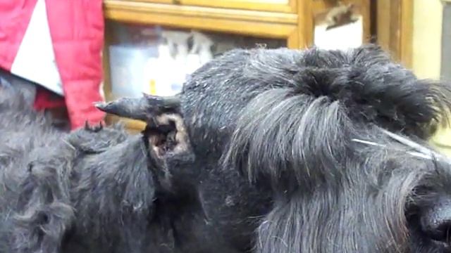Pet Grooming Giant Schnauzer Head