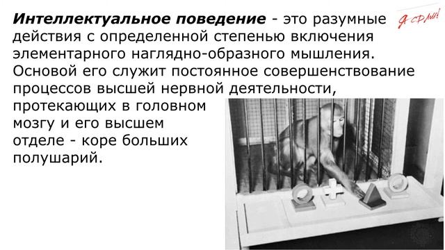 Основы общей психологии. Лекция 3. Возникновение и развитие психики. смотреть онлайн