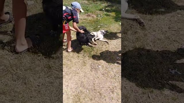 Две собаки слиплись неудачно. Смотреть до конца смотреть онлайн