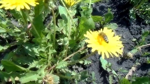 Природное и социальное окружение. Наблюдение за жизнью насекомых. Пчела. смотреть онлайн