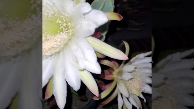 Exquisite Blooming Apple Cactus Flowers! смотреть онлайн