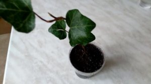 Размножение плюща черенком.