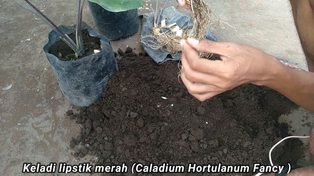 Mencacah Umbi Bunga Keladi lipstik merah, biar jadi banyak bibitnya!!! смотреть онлайн