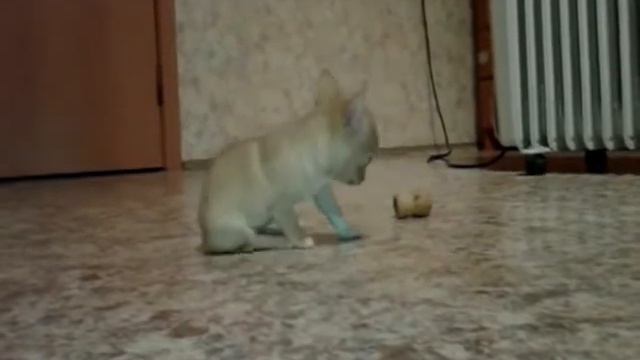Чихуахуа Хлоя и кот Рыжик Новый 2015 год смотреть онлайн