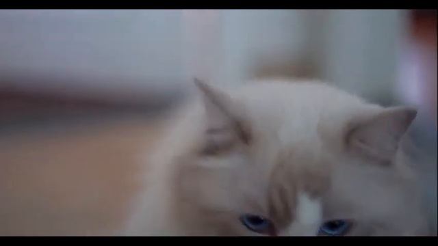 Super Cute Ragdoll Oh My God 😍😍This Little Baby With Soulful Eyes 超可愛絕美布偶貓咪和你深情對視！|Cat Vlog смотреть онлайн