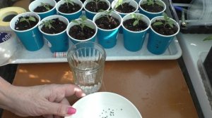 Супер цветок для вашего сада. Брызги шампанского