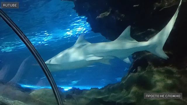 Поход в океанариум. Белые акулы, черепахи, скат и русалка. Океанариум в Астане смотреть онлайн