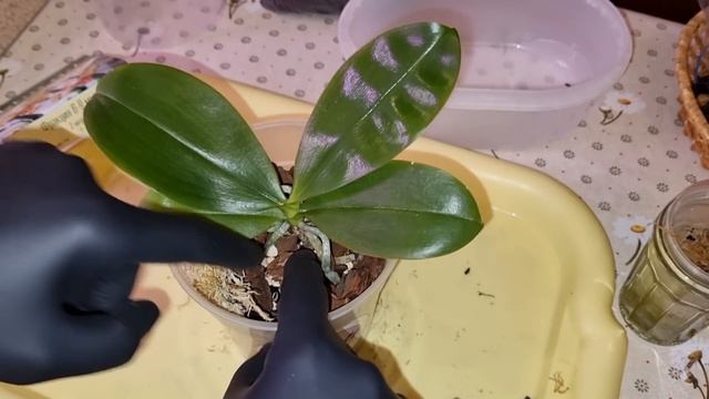 Посадка Орхидеи после Наращивания Корней | Phal. Yang Yang Blueberry × violacea var. Indigo (clone) смотреть онлайн