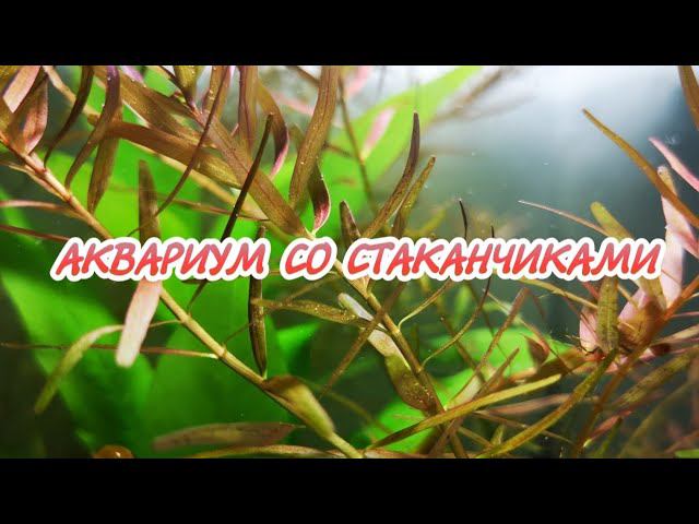 АКВАРИУМ СО СТАКАНЧИКАМИ. смотреть онлайн