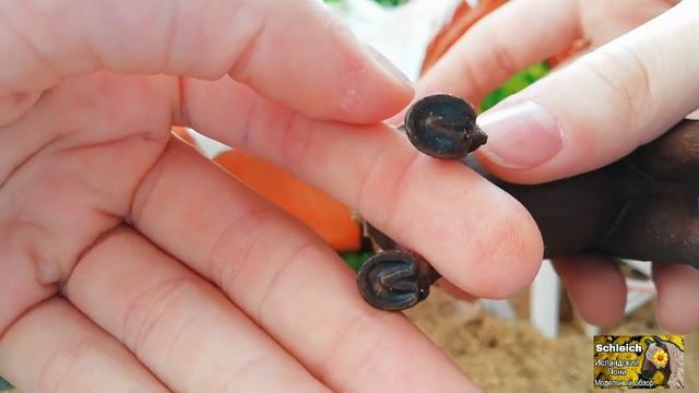 Модельный обзор 16 / исландский пони / schleich смотреть онлайн