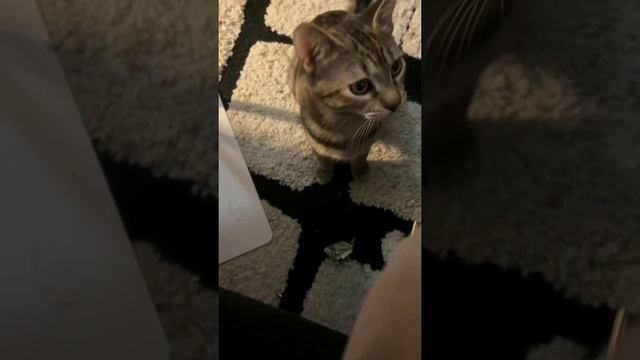 Срочно нужен такой добытчик! смотреть онлайн