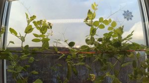 Горох на подоконника